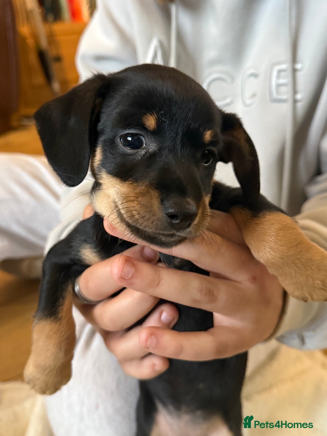 Mixed Breed dogs for sale: Beautiful miniature dash X Maltese  - Image 9