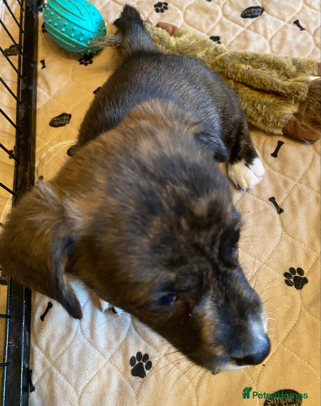 Welsh Corgi Cardigan dogs for sale: Welsh Cardigan Corgis by 5 ⭐️ Licensed Breeder - Advert 22