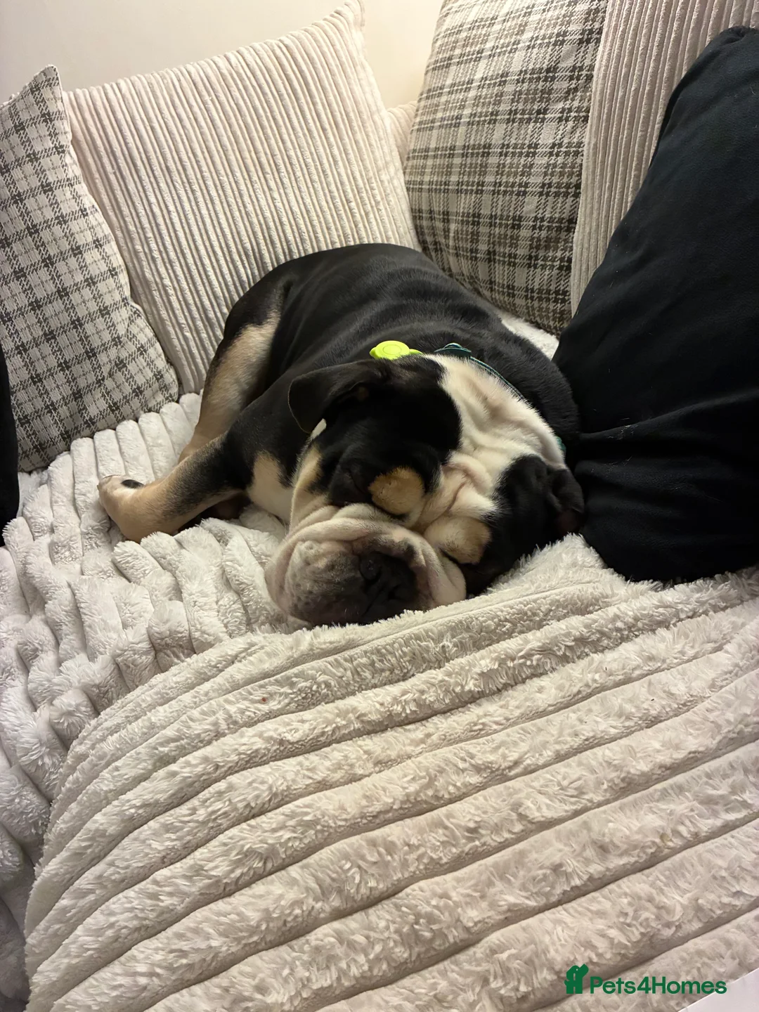 Olde English Bulldogge dogs for sale: Enzo - Olde English Bulldog - Advert 11