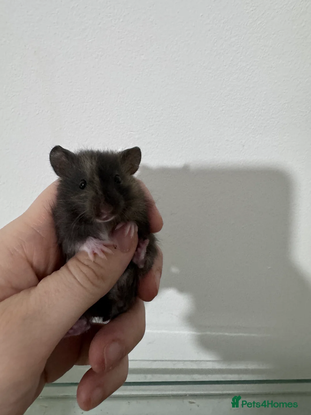 Hamster rodents for sale: Male and female baby syrian hamsters - Advert 9