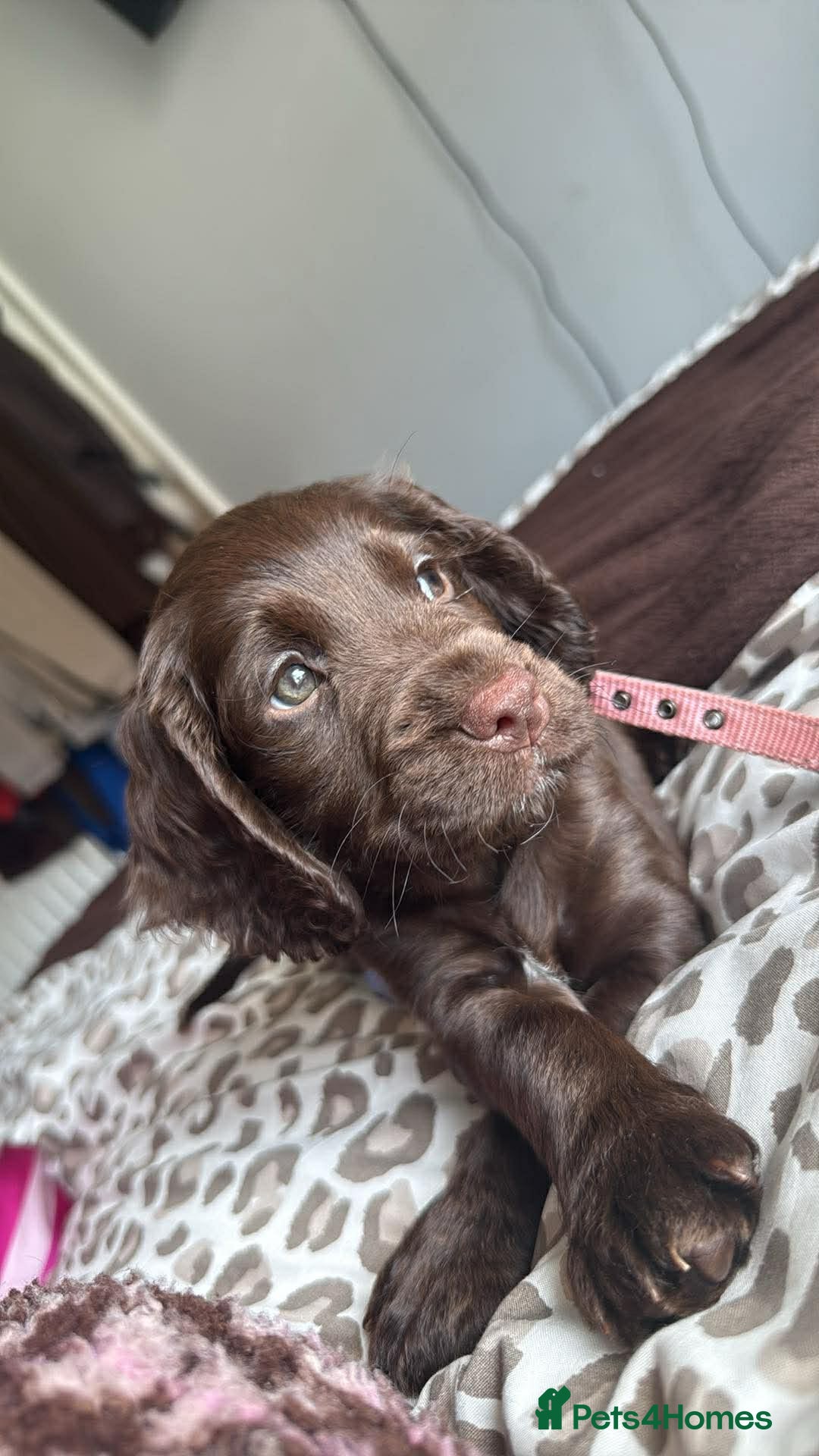 Cocker Spaniel dogs 2 boys Beautiful chocolate and tan cockers  - Advert 16