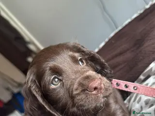 Cocker Spaniel dogs 2 boys Beautiful chocolate and tan cockers - Advert 16