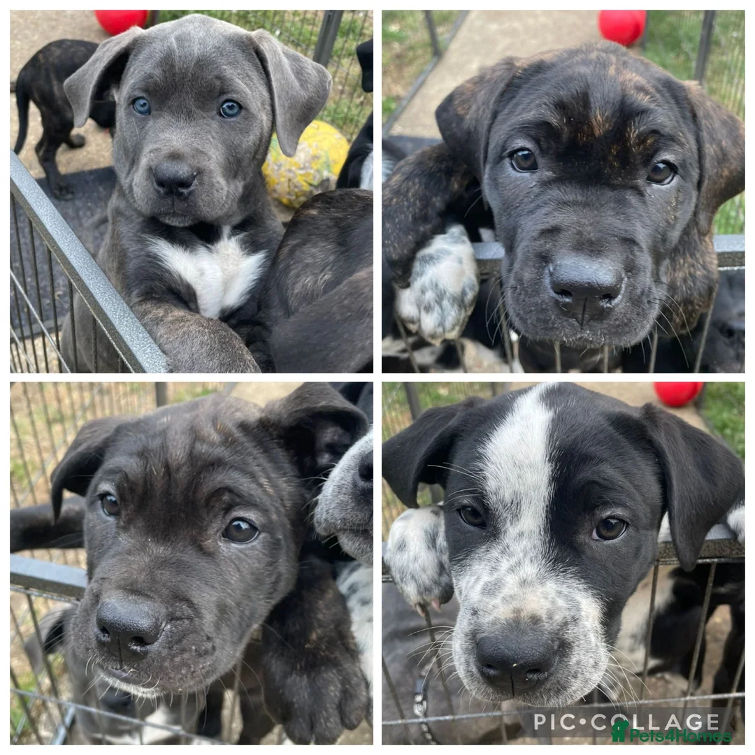 Mixed Breed dogs for sale: Bullmastiff X Cane Corso puppies - Advert 1