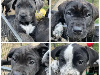 Mixed Breed dogs Bullmastiff X Cane Corso puppies - Advert 1