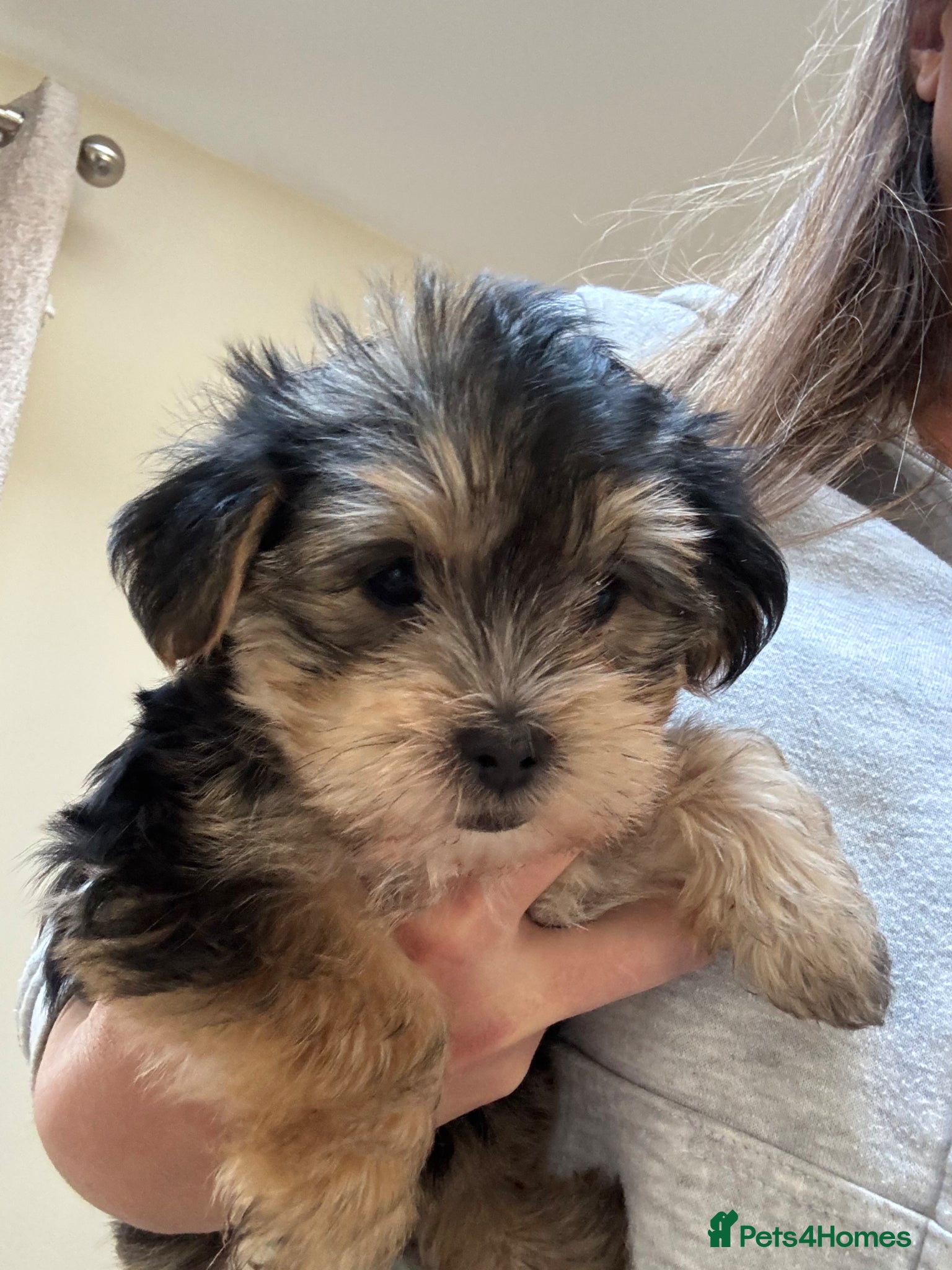 Morkie dogs Morkie puppies ready Sunday 26th April  - Advert 1