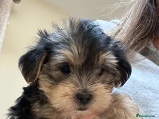 Morkie dogs Morkie puppies ready Sunday 26th April - Advert 6