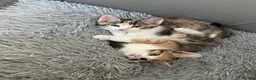 Mixed Breed cats for sale: Beautiful mixed American Kittens  - Advert 14