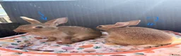 Belgian Hares rabbits for sale: 2 beautiful male Belgian hares ready babies  - Advert 8