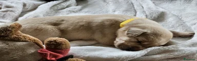 Labrador Retriever 1
