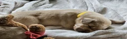 Labrador Retriever dogs for sale: Pedigree Labrador Puppies ready 10th September  - Advert 24