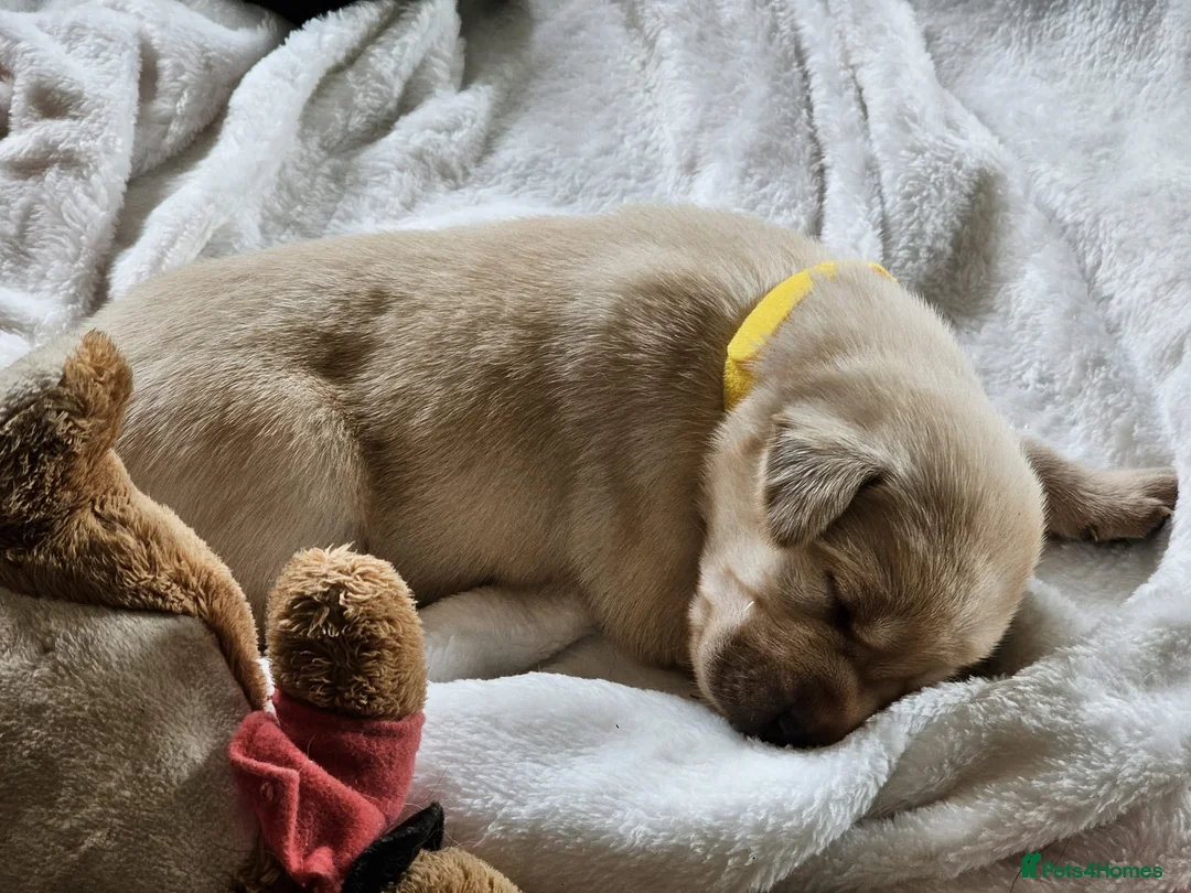 Labrador Retriever dogs for sale: Pedigree Labrador Puppies ready 10th September  - Advert 24