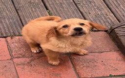 Golden Retriever dogs for sale: Dark fox red KC golden retriever puppies - Image 10