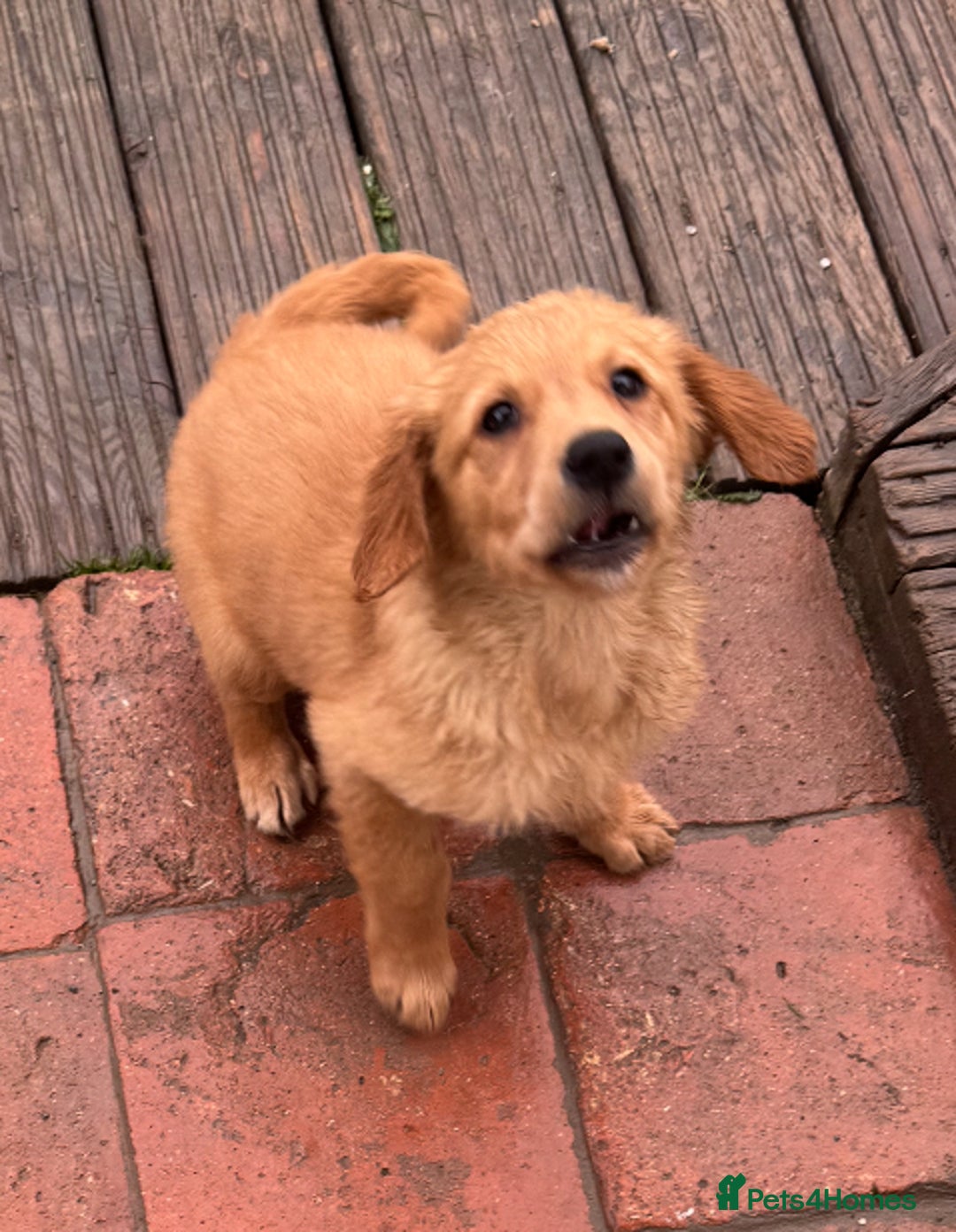 Golden Retriever dogs for sale: Dark fox red KC golden retriever puppies - Image 10