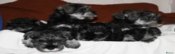 Miniature Schnauzer dogs for sale: Charming Mini Schnauzers with KC registration - Advert 24