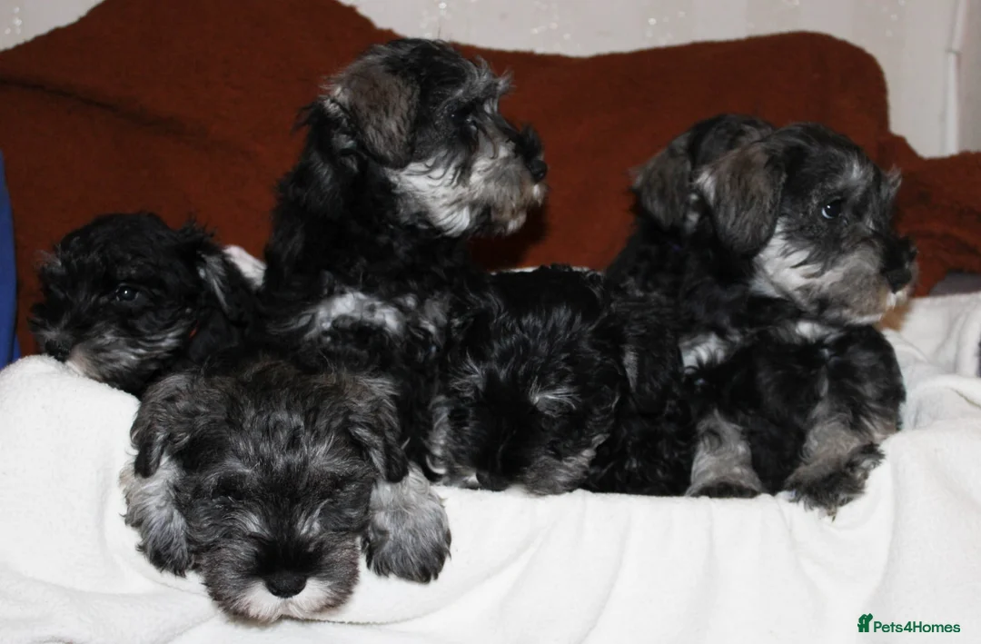 Miniature Schnauzer dogs for sale: Charming Mini Schnauzers with KC registration - Advert 24