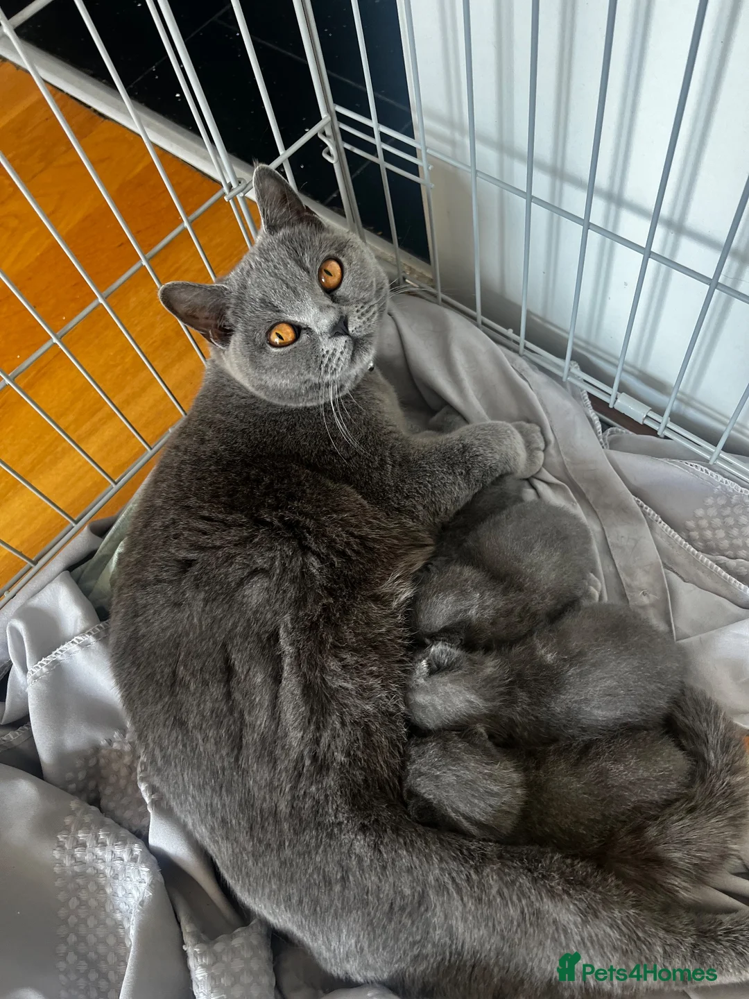 British Shorthair cats for sale: 🐾 Beautiful British Shorthair Girls 🐾 - Advert 2