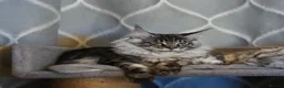 Maine Coon cats for sale: Last Stunning GCCF reg. Maine Coon Boy! - Advert 5