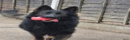 German Shepherd dogs for sale: German shepher pup - Advert 8