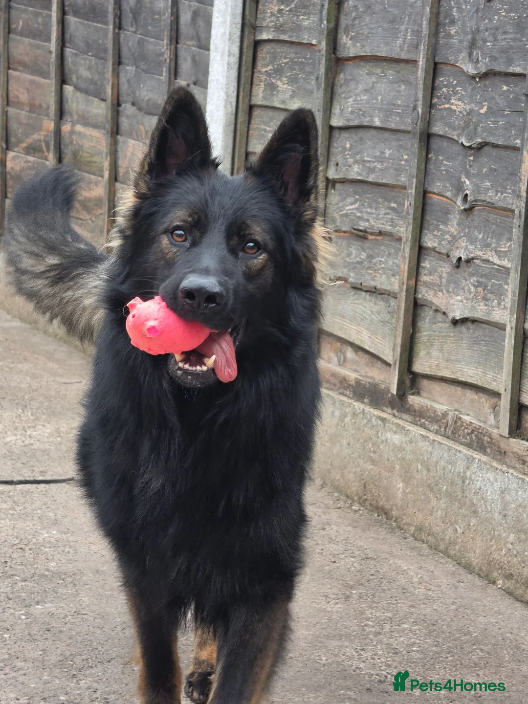 German Shepherd dogs for sale: German shepher pup - Advert 8