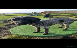 Cockapoo dogs for sale: Female cockapoo - Image 4