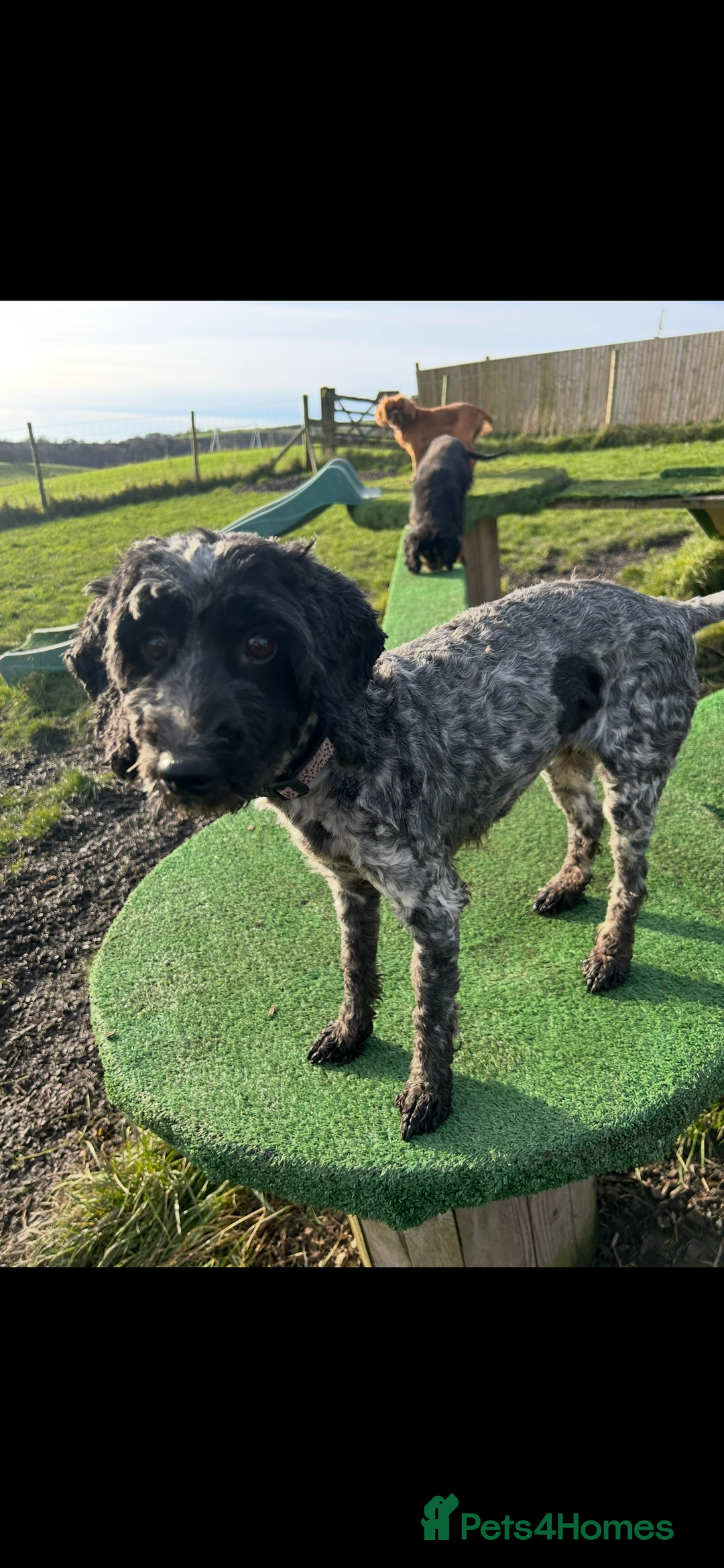 Cockapoo dogs for sale: Female cockapoo - Image 4