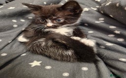British Shorthair cats for sale: Male kitten  - Image 1