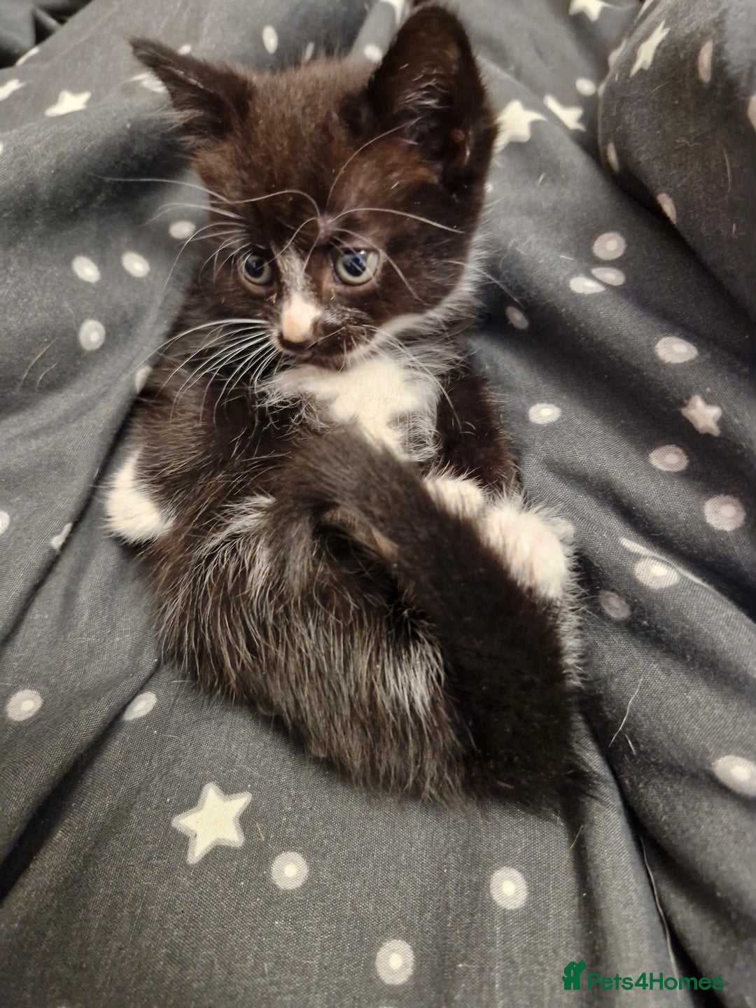 British Shorthair cats for sale: Male kitten  - Image 1