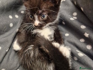 British Shorthair cats - Advert 29