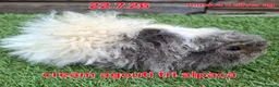 Guinea Pig rodents for sale: Female lunkarya and alpaca guinea pig girls - Advert 4