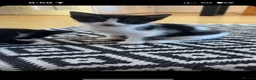 Mixed Breed cats for sale: Beautiful, friendly, playful kittens - Advert 3