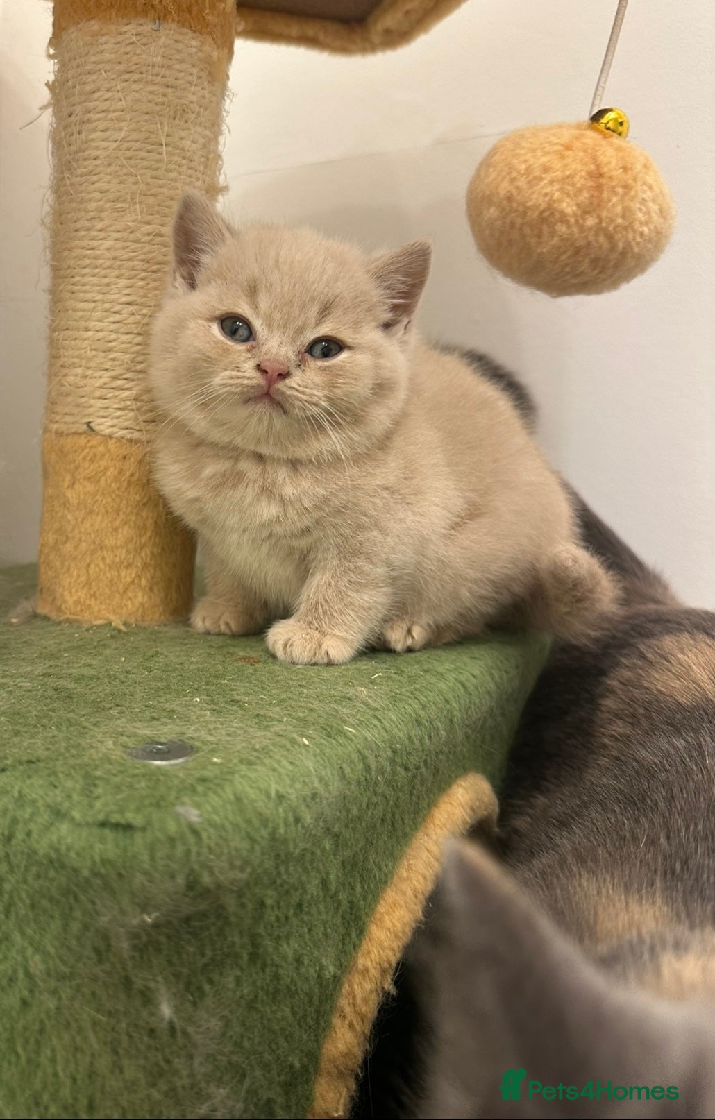 British Shorthair cats Beautiful Cream British Short hair boy READY NOW - Advert 4