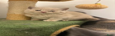 British Shorthair Kitten 1