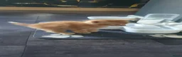 Mixed Breed cats for sale: Beautiful Kittens 4 Males, 1 FemaleBorn 4th June - Advert 5