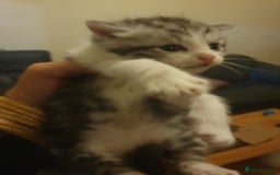 Mixed Breed cats for sale: Beautiful 3 kittens,born 20th August - Image 9
