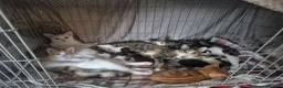 Mixed Breed cats for sale: Beautiful kittens ready for their forever home 🏡  - Advert 1
