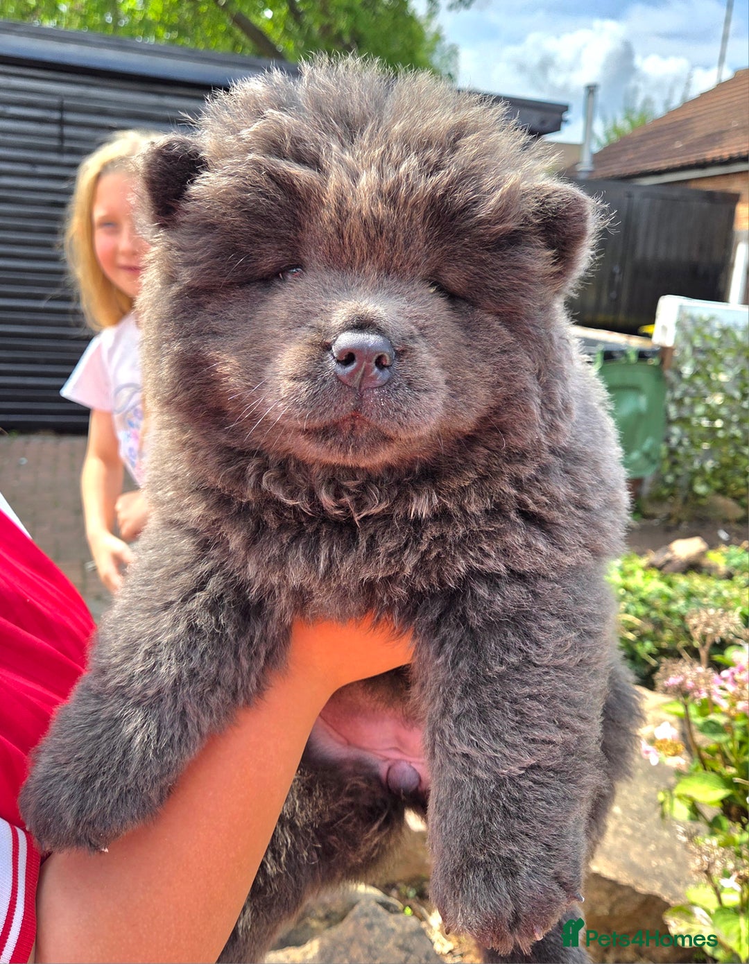 Chow Chow dogs for sale: Chow chow puppies  - Image 32