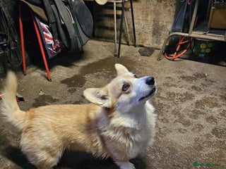 Welsh Corgi Pembroke dogs Four beautiful Pembroke Welsh Corgis - Advert 2