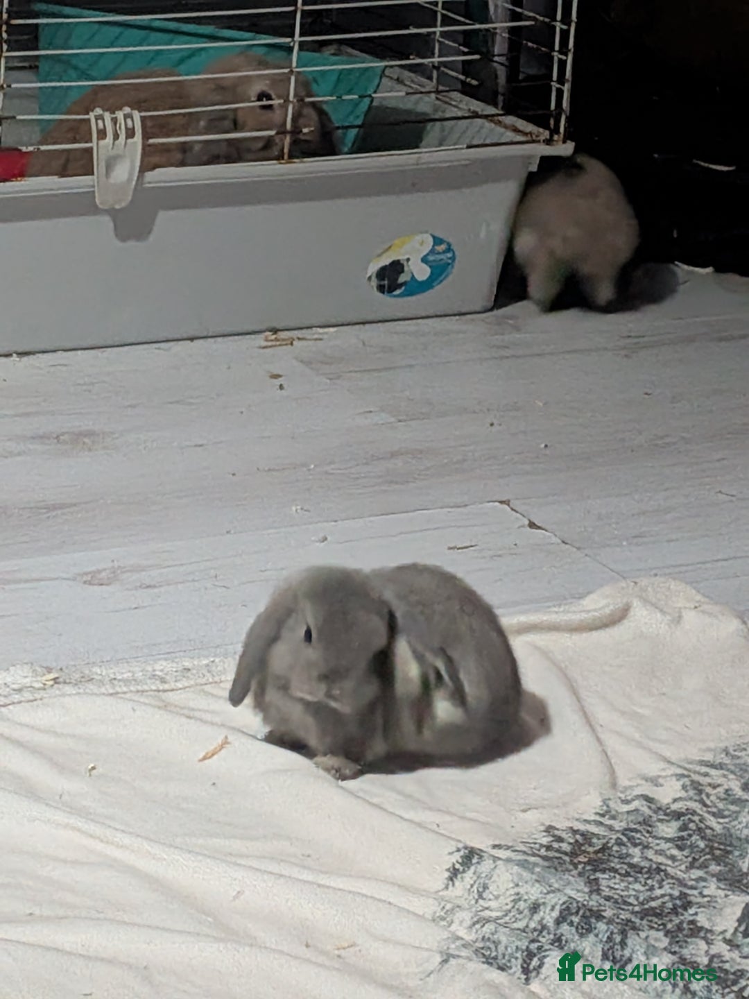 Mini Lop rabbits for sale: Baby mini lops ready for their forever homes - Advert 11