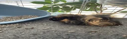 Guinea Pig rodents for sale: peruvian baby boy - Advert 2
