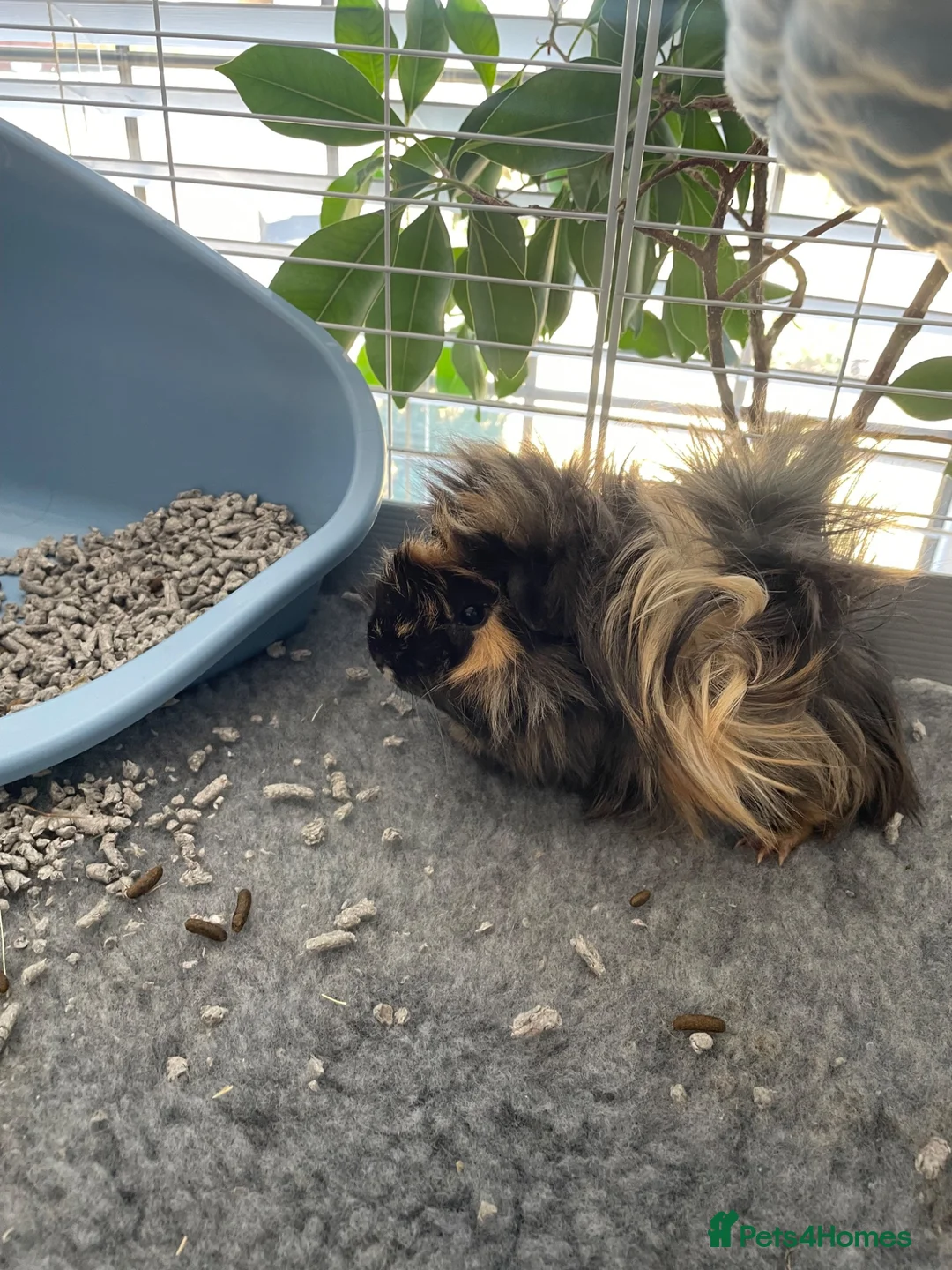 Guinea Pig rodents for sale: peruvian baby boy - Advert 2