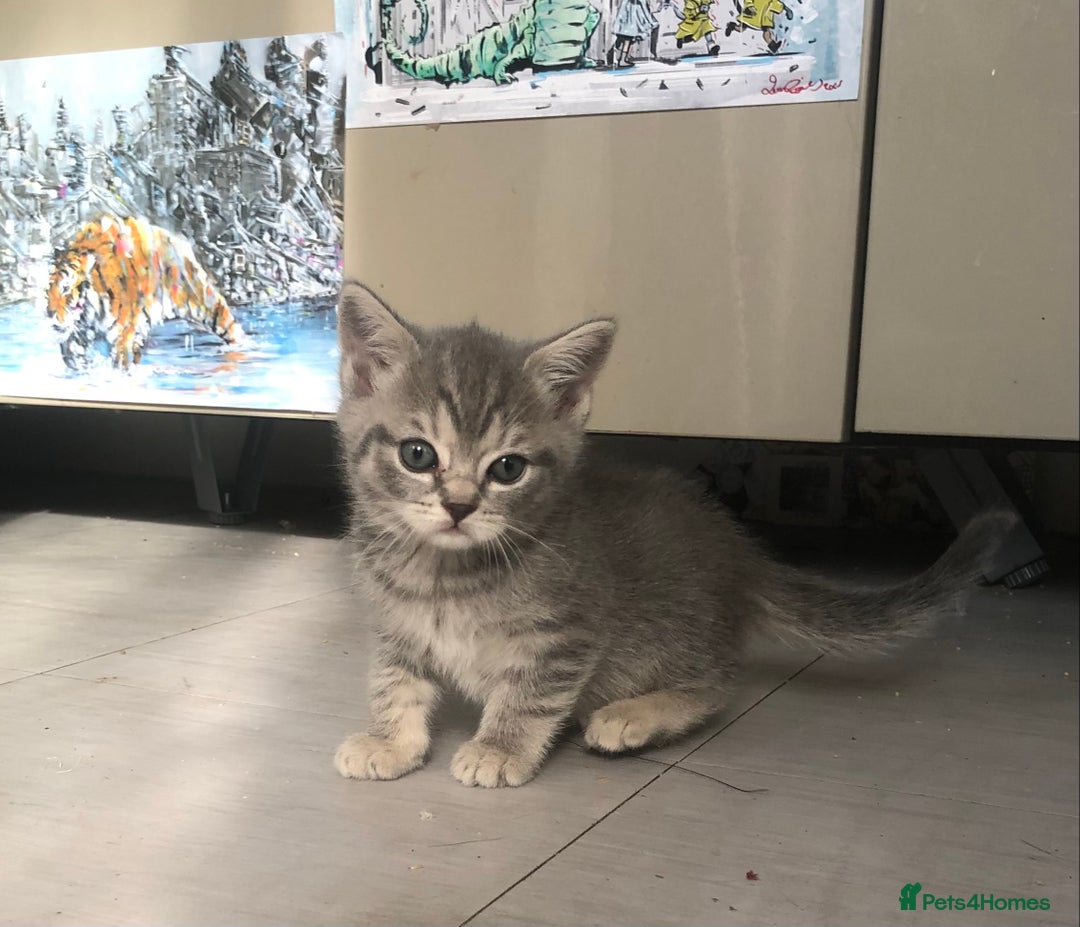 Scottish Fold cats for sale: STUNNING KITTENS FOR SALE! - Image 11