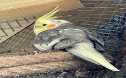 Cockatiels birds for sale: Cocatiels x6 - Image 2