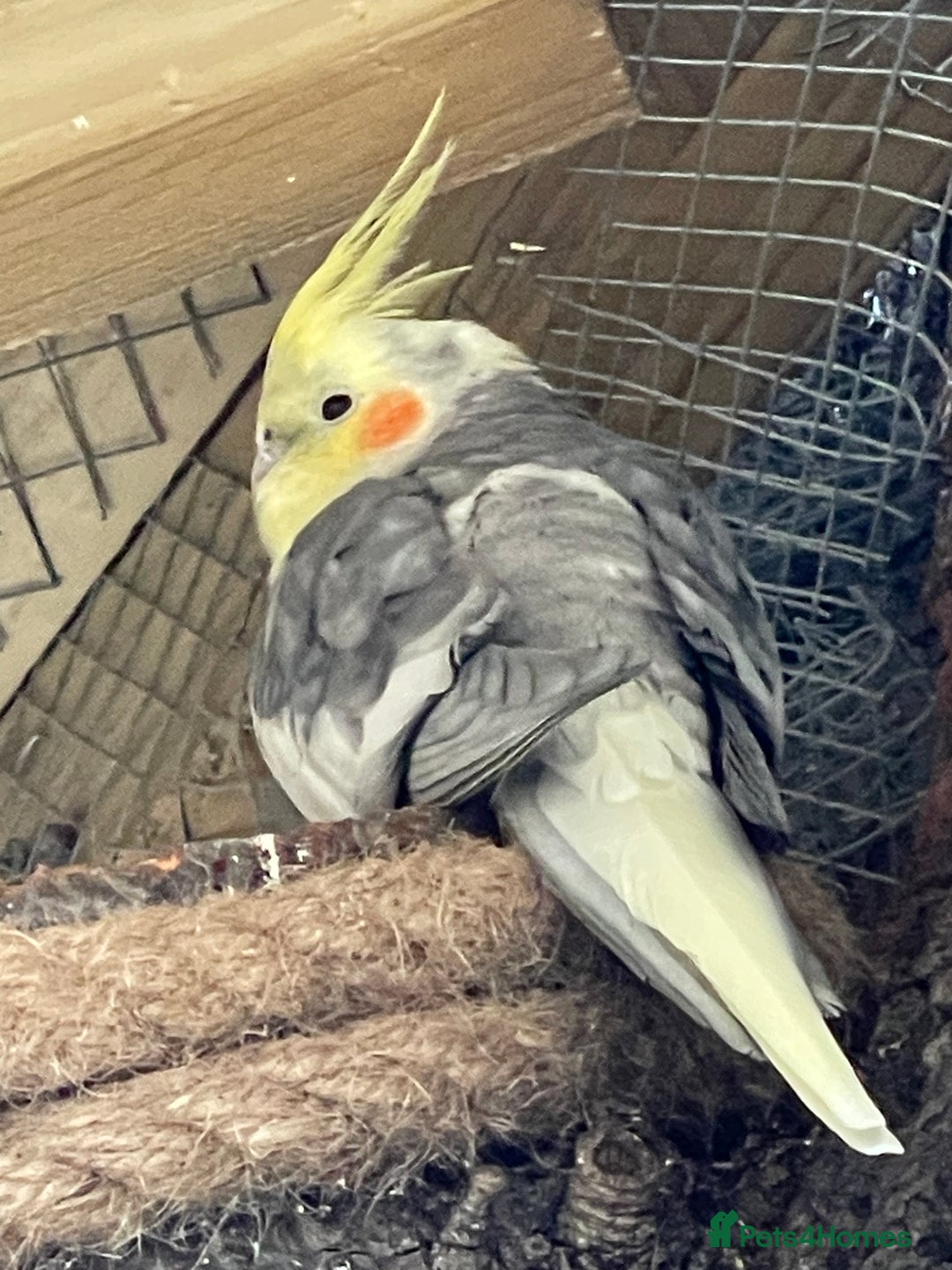 Cockatiels birds for sale: Cocatiels x6 - Image 2