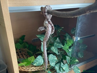 Corn Snake reptiles in London - Advert 12