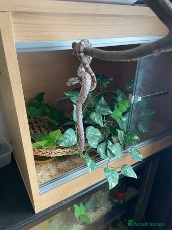 Corn Snake reptiles in London - Advert 6