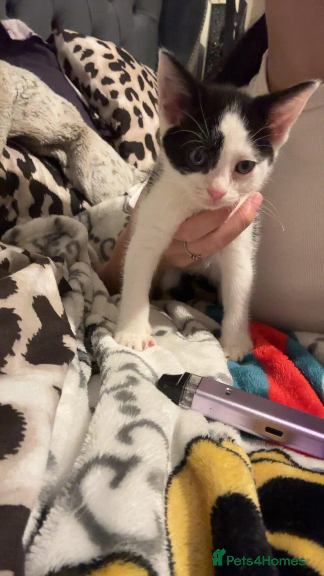 British Shorthair cats for sale: Kitten - Advert 2