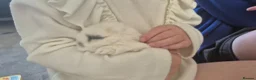Mini Lop rabbits for sale: Gorgeous Mini Lop Baby Bunnies  - Advert 29