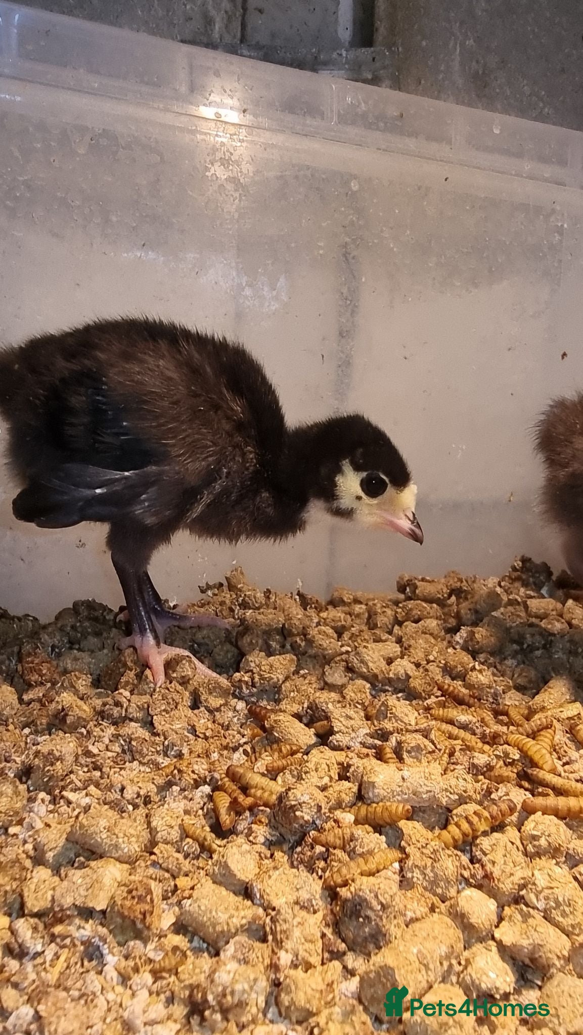 Turkeys poultry Norfolk Black Turkey Poults - Hatched 17th July - Advert 1