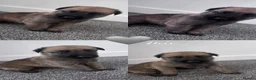 Belgian Shepherd Dog dogs for sale: Beautiful Belgian malinois pups  in Billingham - Advert 12