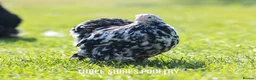 Chickens poultry for sale: Pekins, Polish, Silkies and other bantams - POL - Advert 8